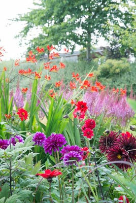 Crocosmia, Crocosmias, Companion Plants. Best Crocosmia, Best Crocosmias, Best Montbretia, Crocosmia x Crocosmiiflora, Montbretia, Coppertips, Falling Stars,